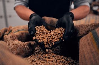 Man taking roasted coffee beans by both of his hands wearing gloves